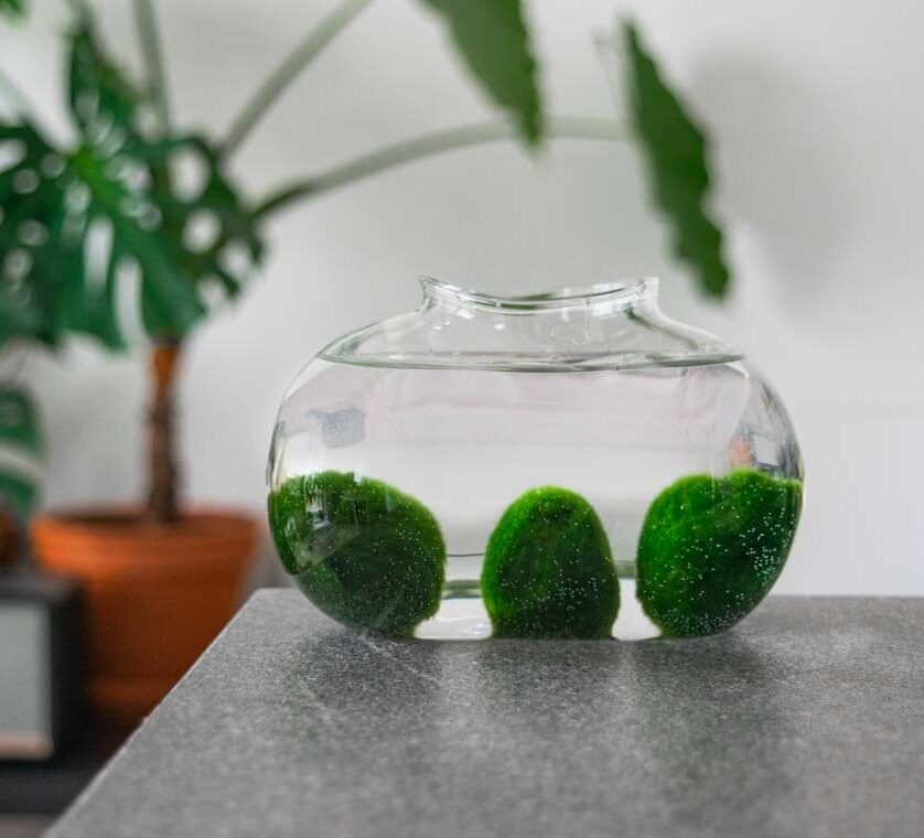 Marimo set – bean shaped glass jar 2