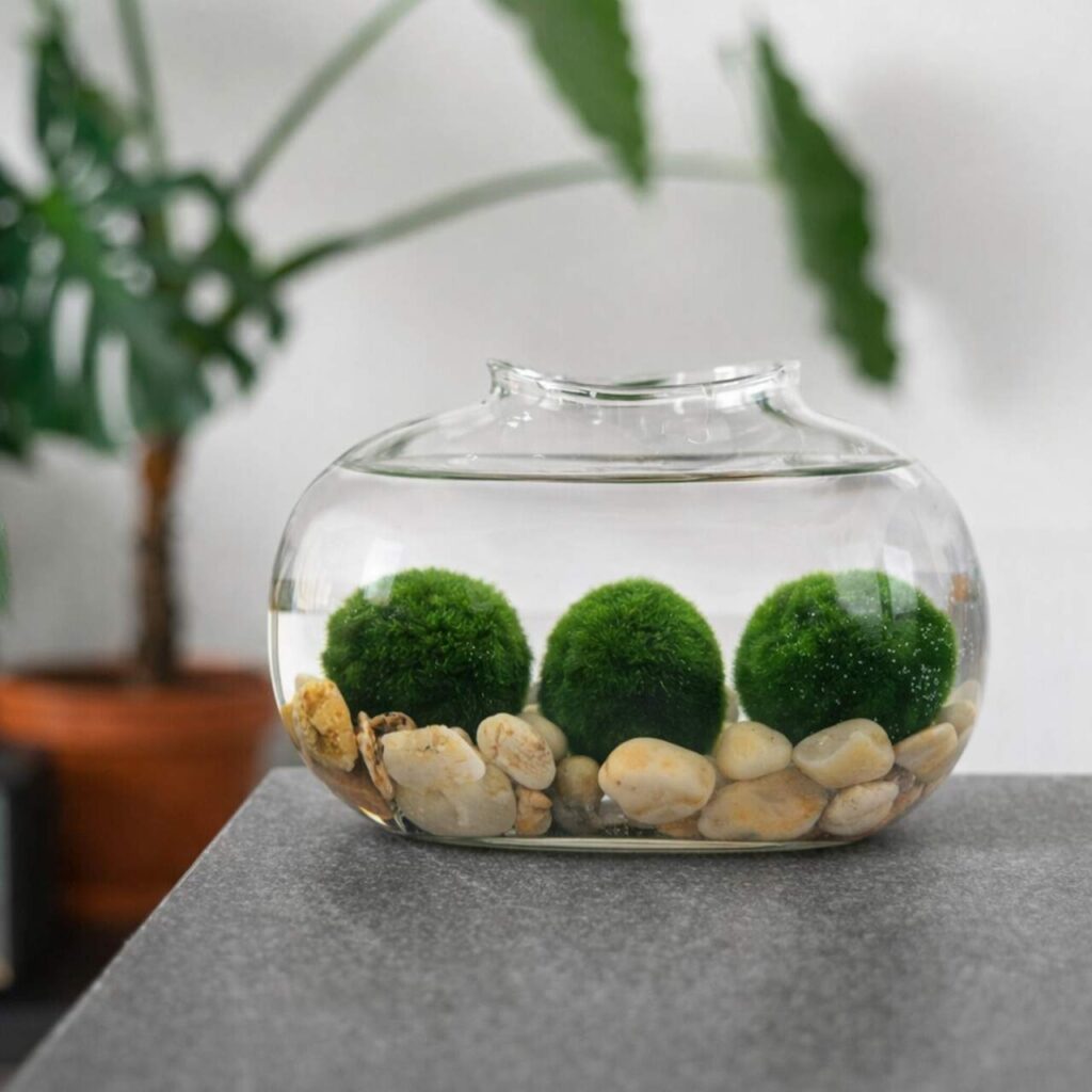 Marimo set – bean shaped glass jar with stones 2