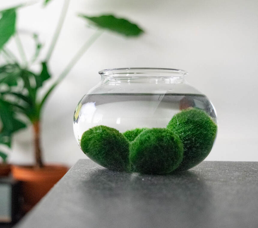 Marimo set – glass flask 2