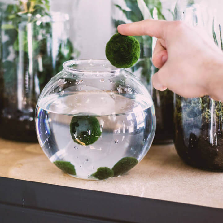 Marimo set – large glass jar 2