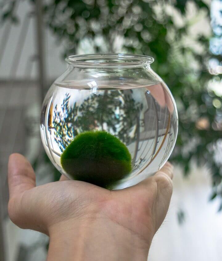 Marimo set – small glass jar 2