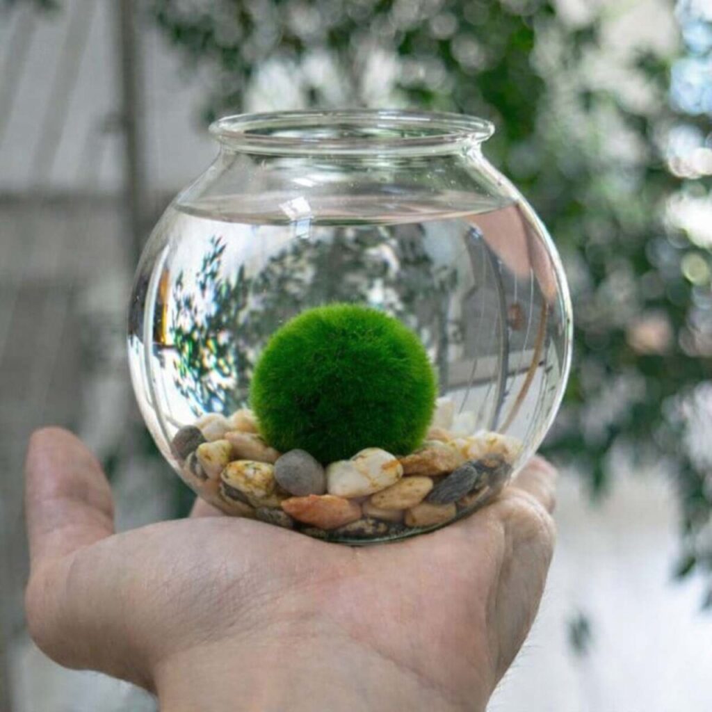 Marimo set – small glass jar with stones hand