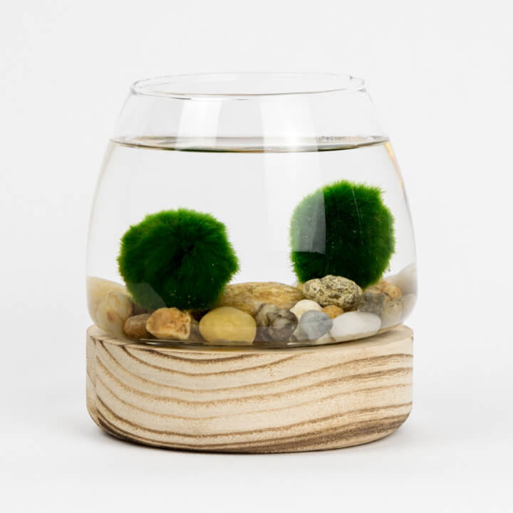 Marimo set – small jar on a light wooden base