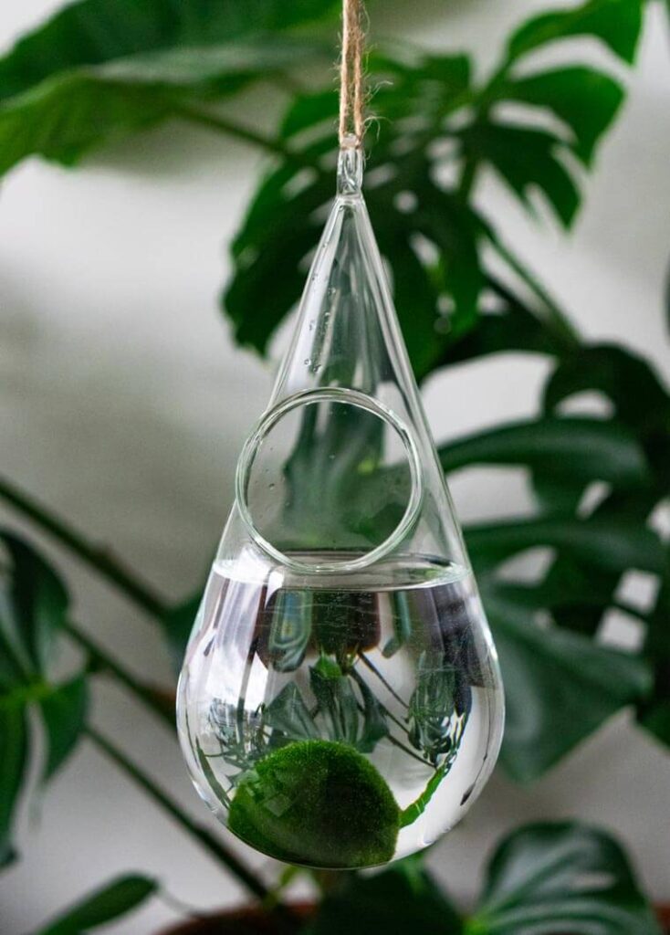 Marimo set – teardrop shaped glass jar 2