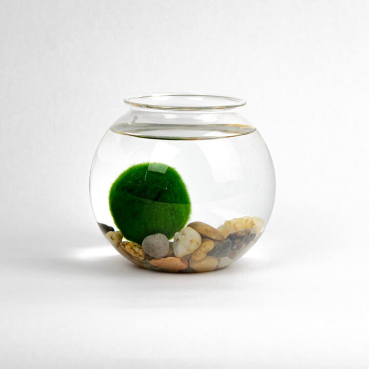 marimio small marimo