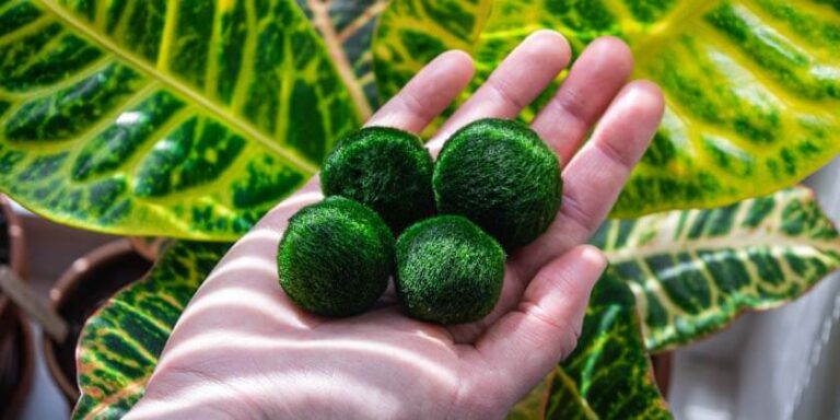 marimo in hands 2