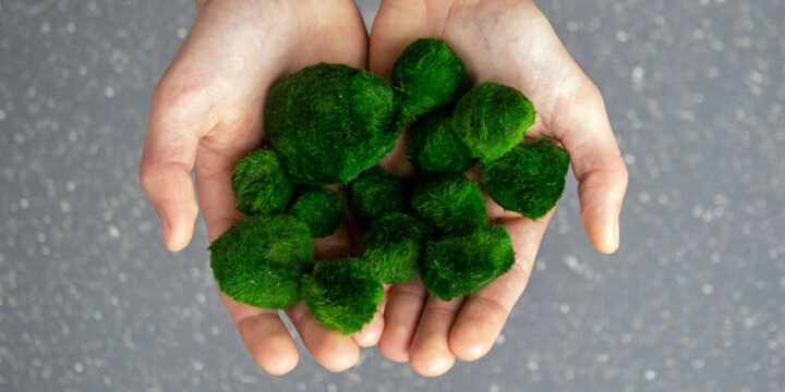 marimo in hands