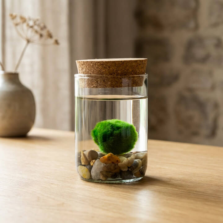 Marimo set – upcycled glass jar with lid and stones – Marimio
