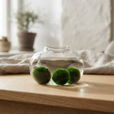 Marimo set – bean shaped glass jar