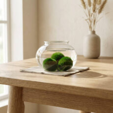 Marimo set - glass flask