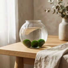 Marimo set – large glass jar