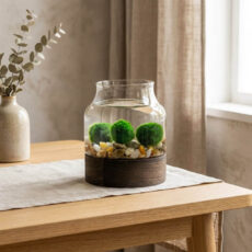 Marimo set – medium glass jar on dark wooden base