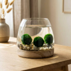 Marimo set - medium glass jar on light wooden base