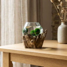 Marimo set – medium glass jar on root