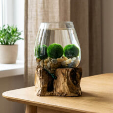 Marimo set – medium glass jar on root with stones