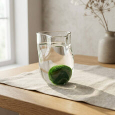 Marimo set – shaped upcycled glass jar