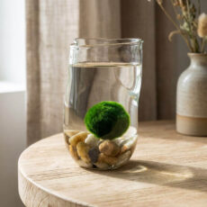 Marimo set - shaped upcycled glass jar with stones