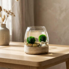 Marimo set – small glass jar on light wooden base