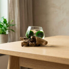 Marimo set – small glass jar on root