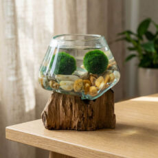 Marimo set - small glass jar on root with stones