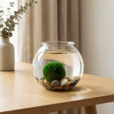 Marimo set – small glass jar with stones