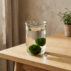 Marimo set – upcycled glass jar HEART