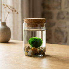 Marimo set – upcycled glass jar with lid and stones