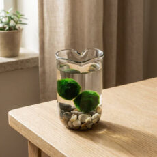 Marimo set – upcycled glass jar with stones HEART