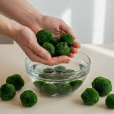 marimo product