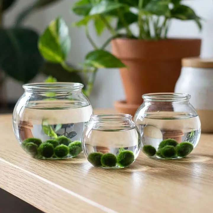 Marimo set 3 mini glass jars with baby marimo