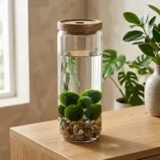Marimo set large glass jar with bamboo lid 1