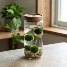 Marimo set medium glass jar with bamboo lid 1