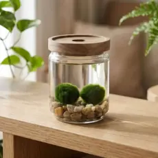 Marimo set small glass jar with bamboo lid